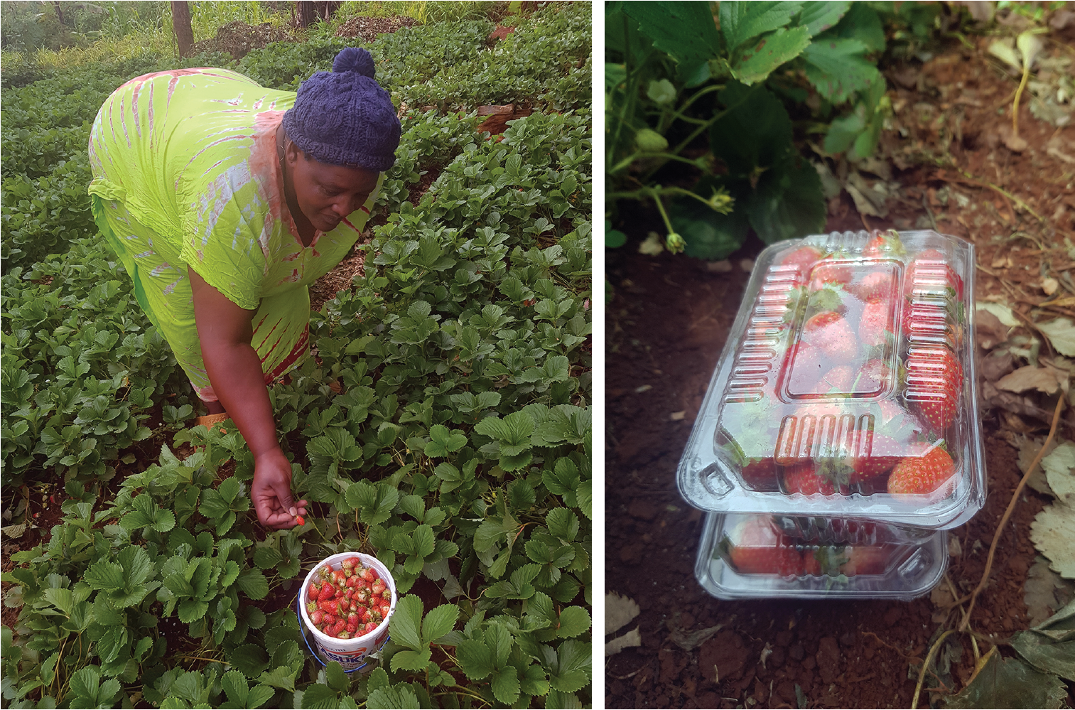 Farmer Alice harvesting strawberries in her Forest Garden.
