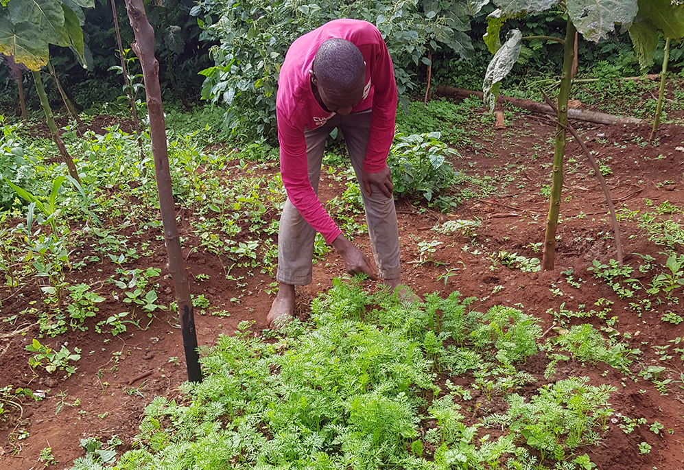 Joseph tending to his crops as part of Trees for the Future's Plant it Forward program in Ikinu.