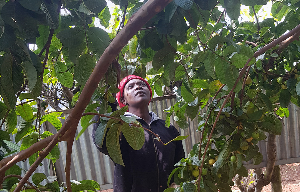 Margaret harvesting from her fruit and agroforestry trees in Ikinu, Kenya.