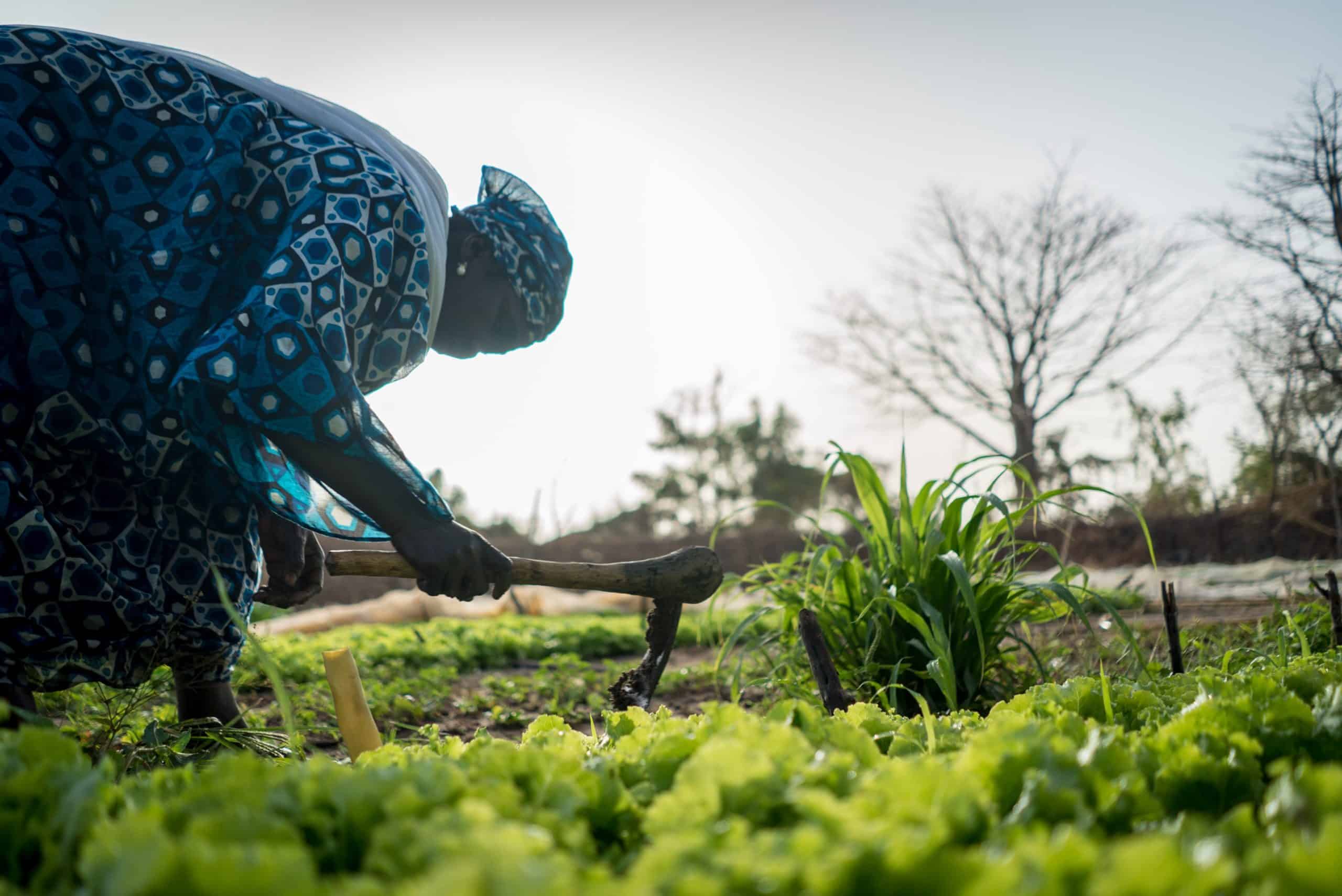 GueyeCisse in the field - Trees for the Future
