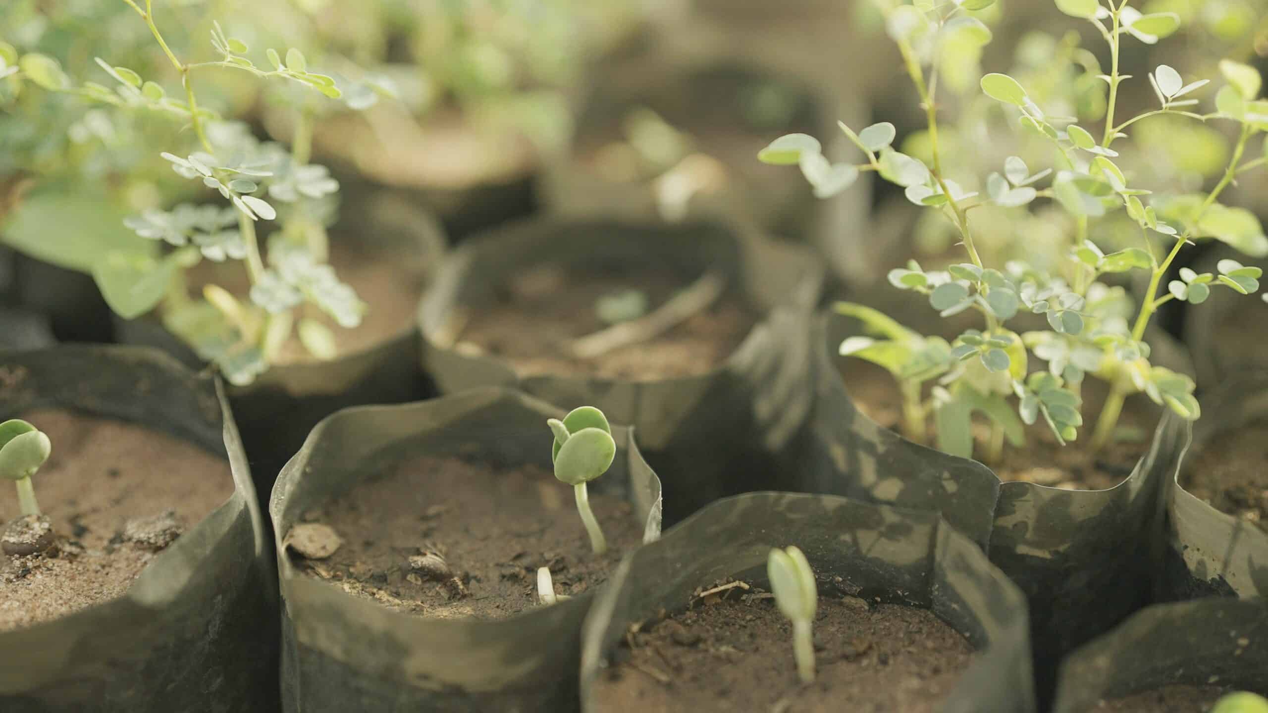 TREES small seedling