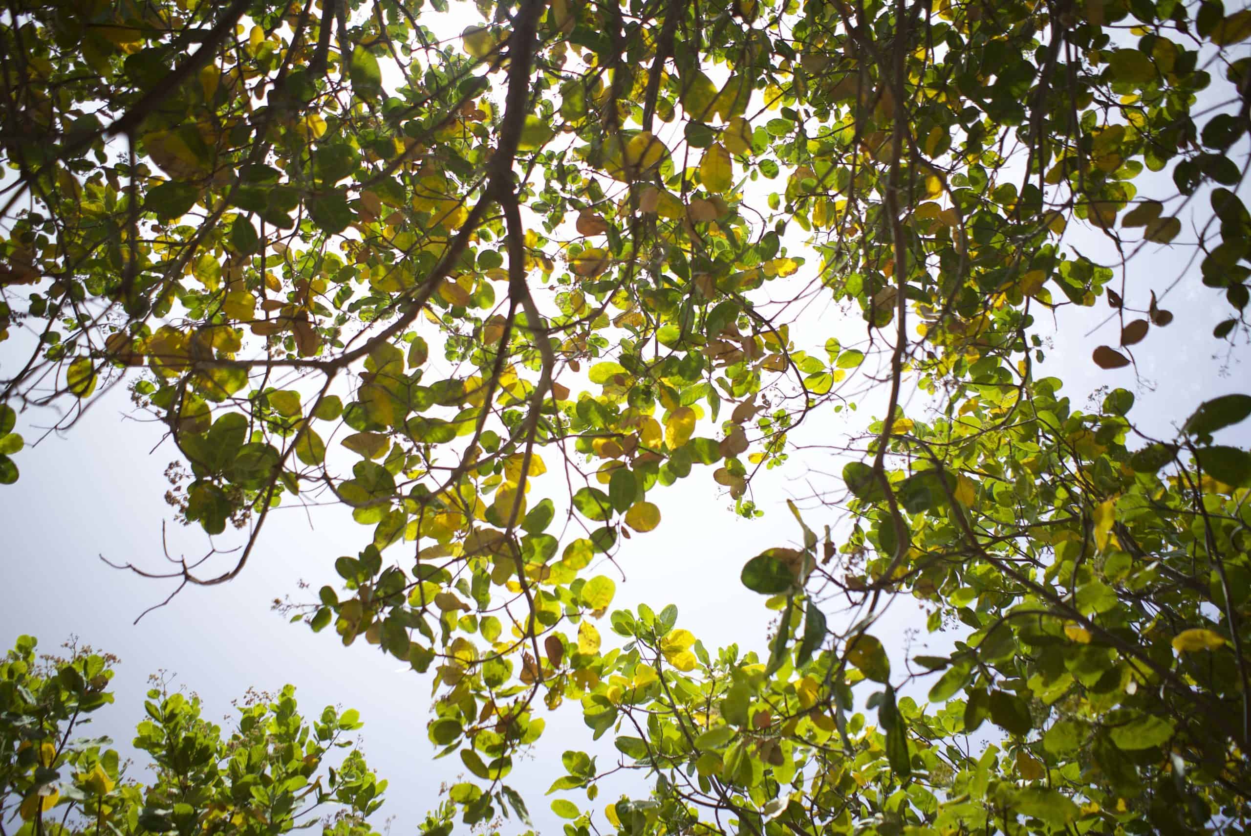 Tree and sky