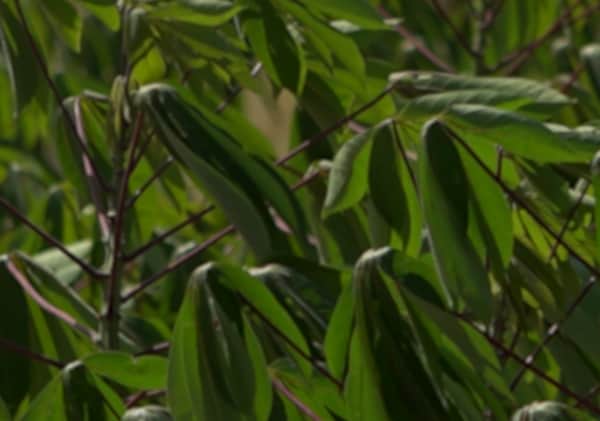 Close-up of green leaves symbolizing resilience amid the COVID-19 economic crisis and its impact on nonprofits.