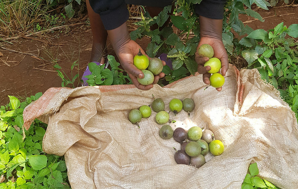 Close-up of harvested fruit from Margaret and Joseph's Forest Garden.