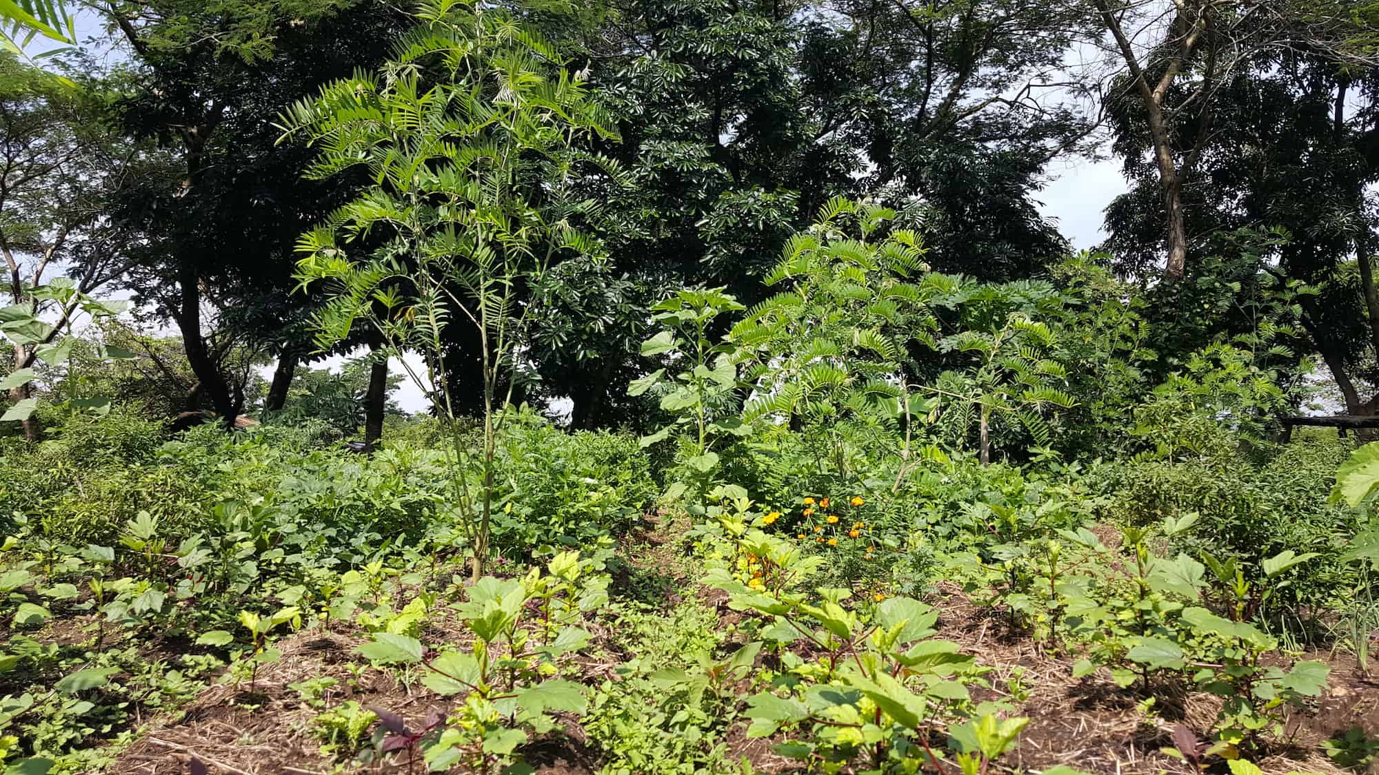 permagarden